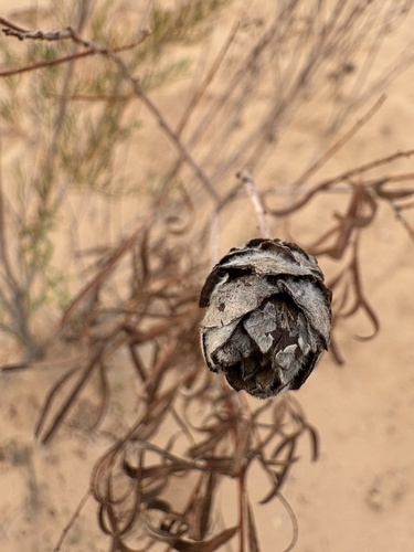 Unknown species found near Virgin River Trail, St. George, UT, US