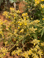 Pearsonia cajanifolia
