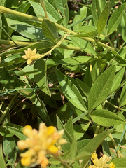 Pearsonia cajanifolia