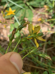 Hypericum aethiopicum