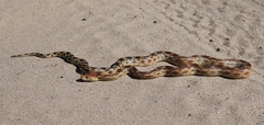 Pituophis vertebralis