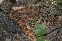 Pituophis vertebralis
