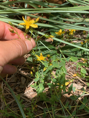 Hypericum aethiopicum