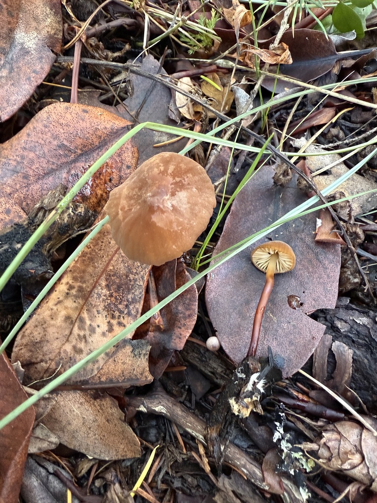 Marasmius plicatulus · November 2025 · photo: © thehyphaemovement (iNaturalist, cc-by-nc)