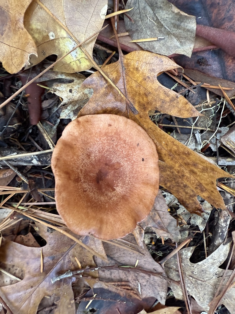 Lactarius xanthogalactus · November 2025 · photo: © thehyphaemovement (iNaturalist, cc-by-nc)