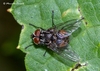 Muscoid Flies - Photo (c) Marcello Consolo, some rights reserved (CC BY-NC-SA)