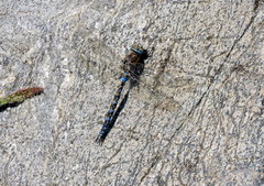 Rhionaeschna variegata