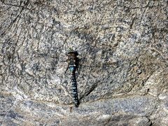 Rhionaeschna variegata