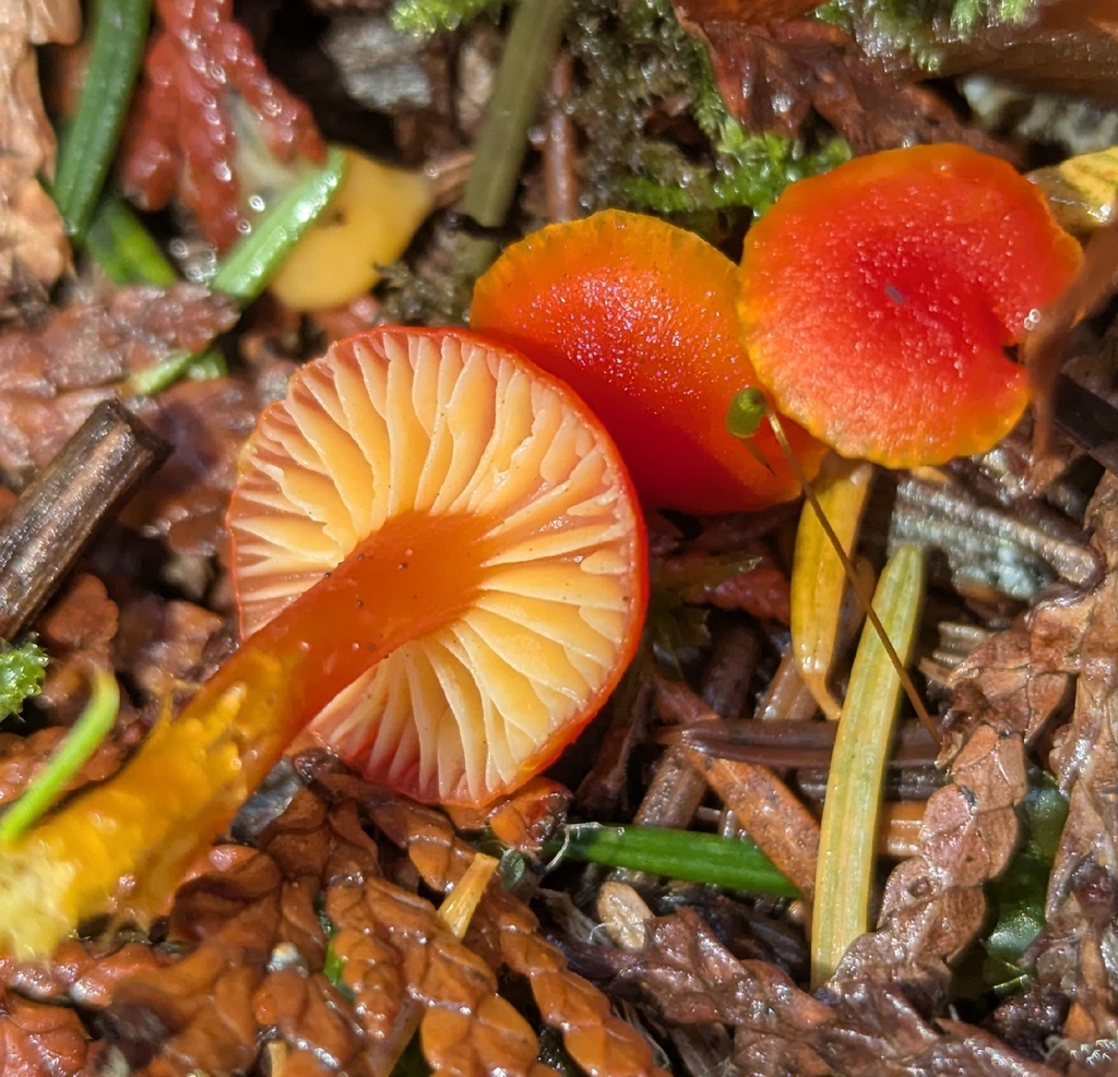 Hygrocybe constans · November 2025 · photo: © benkeen (iNaturalist, cc0)