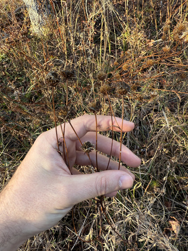 Helianthus longifolius, photograph 2