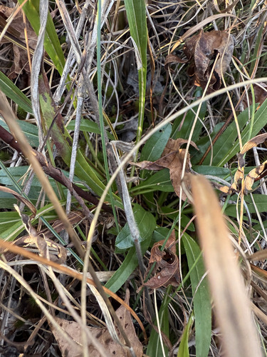 Longleaf Sunflower (Helianthus longifolius)