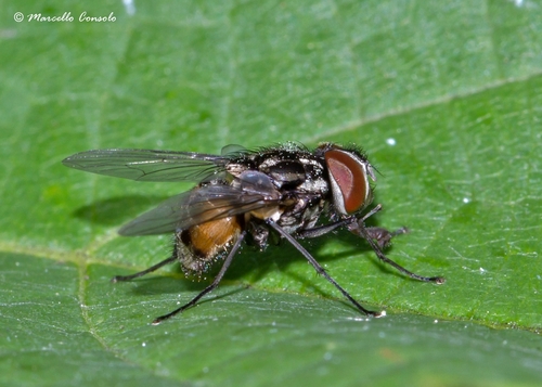 Graphomya maculata