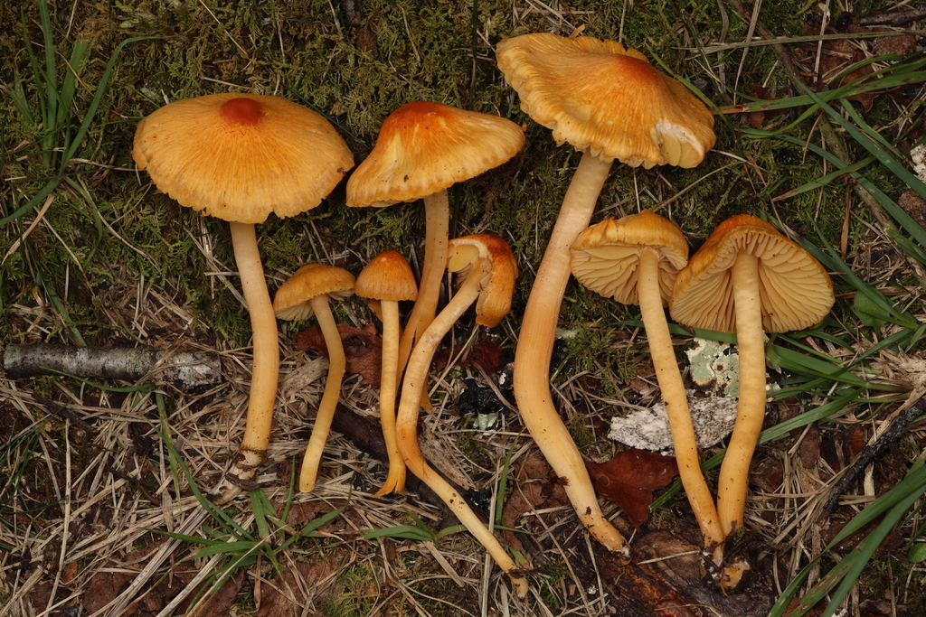 Humidicutis sp. 'marginata-NY01'