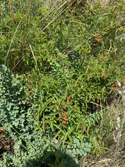 Searsia rigida rigida