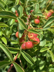 Searsia rigida rigida