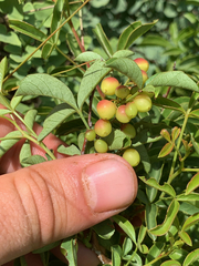 Searsia rigida rigida