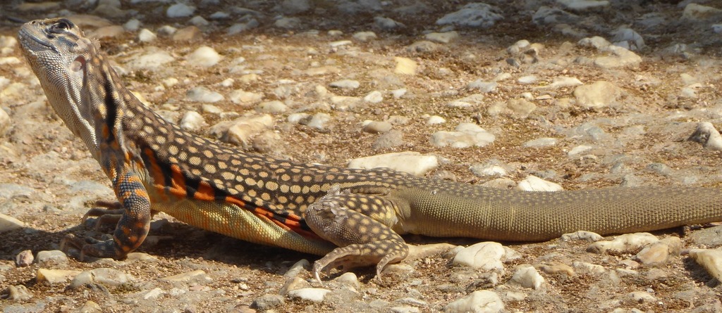 Eyed Butterfly Agama