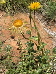 Berkheya seminivea