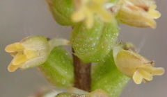 Holothrix brevipetala