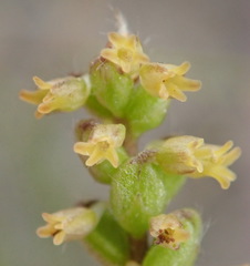 Holothrix brevipetala