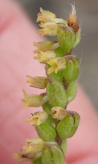 Holothrix brevipetala