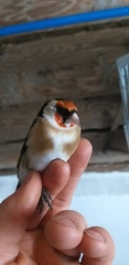 Carduelis carduelis