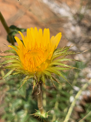 Berkheya seminivea