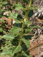 Berkheya seminivea
