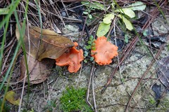 Cantharellus coccolobae