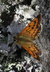 Lycaena salustius