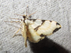 Monocerotesa connexa