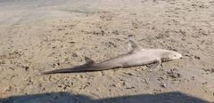 Mustelus mustelus