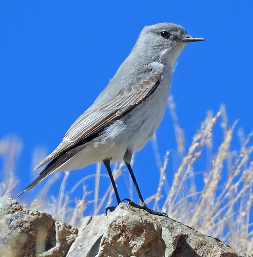 Cinereous Ground Tyrant (Muscisaxicola cinereus), photo 10
