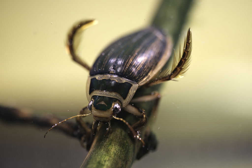 Highland Great Diving-beetle (Dytiscus lapponicus) · iNaturalist