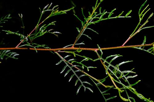 Dodonaea sinuolata, photograph 2