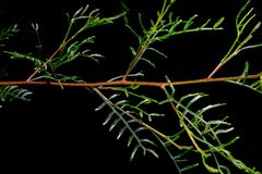 Dodonaea sinuolata, photograph (c) Peter Crowcroft, some rights reserved (CC BY)