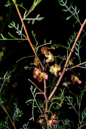Dodonaea sinuolata, photograph 3
