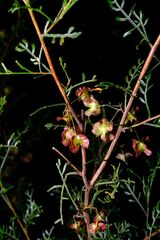 Dodonaea sinuolata, photograph (c) Peter Crowcroft, some rights reserved (CC BY)