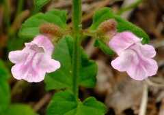 Scutellaria humilis