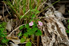 Scutellaria humilis, photograph (c) Peter Crowcroft, some rights reserved (CC BY)