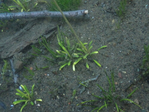 western quillwort (Isoetes occidentalis)