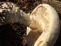 Amanita magniverrucata