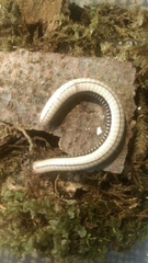 Pachyiulus krivolutskyi