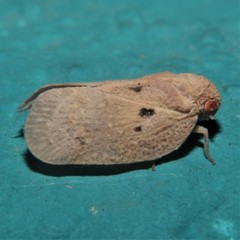 Melormenis