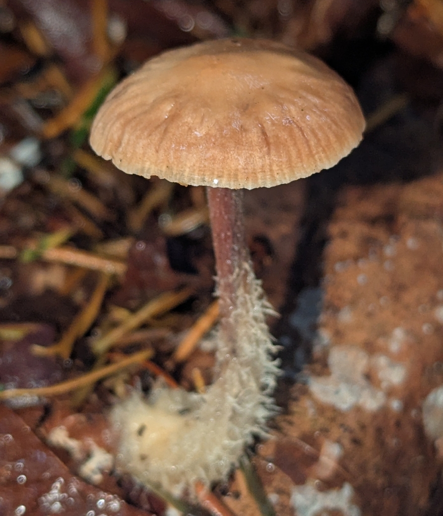 Collybiopsis peronata