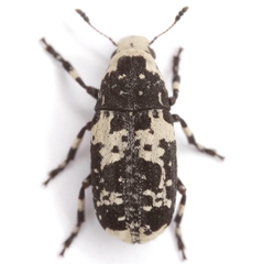 Euparius lugubris