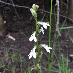 Lobelia paludosa