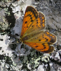 Lycaena salustius
