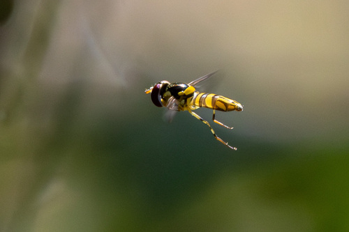 Unknown species found near Lafayette Parish, LA, USA