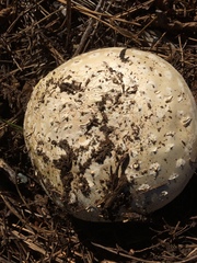 Amanita magniverrucata